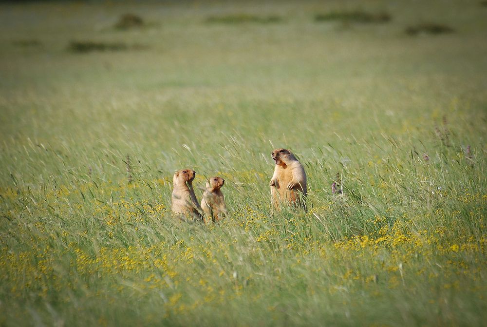 Фотография автора Алла Кожевникова