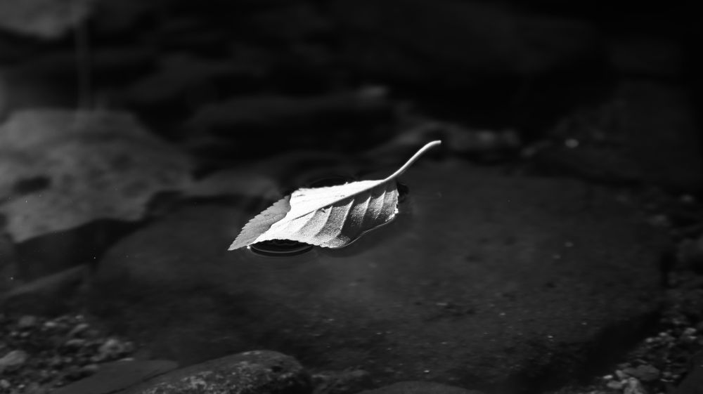 A single leaf
