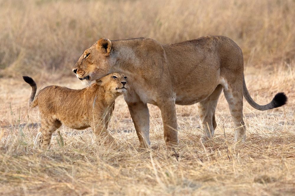 Photograph by nitin jain