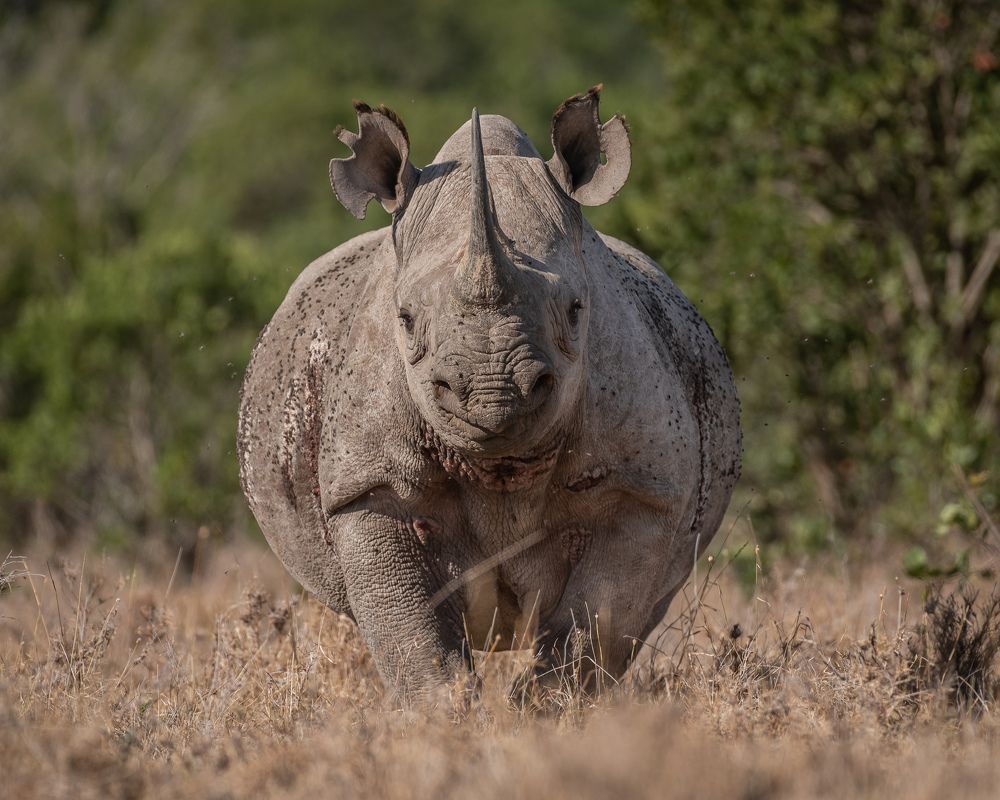 Alert Black Rhino