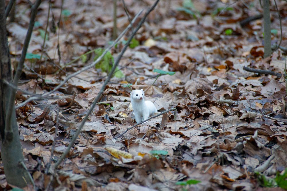 Photograph by Елизавета Корнилова