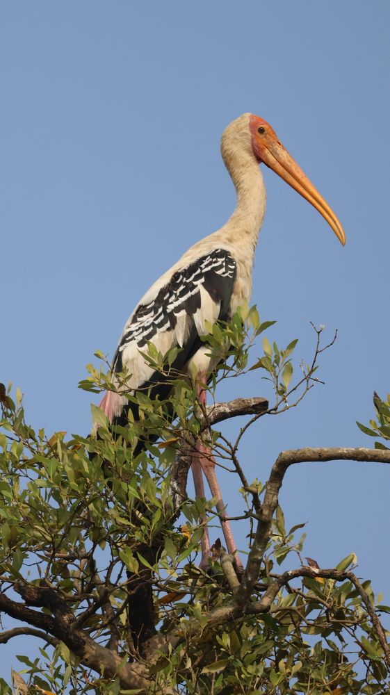 Photograph by Ranjit Shewale