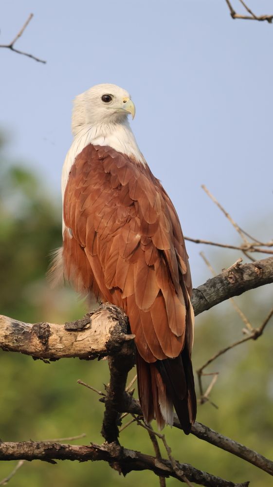 Photograph by Ranjit Shewale