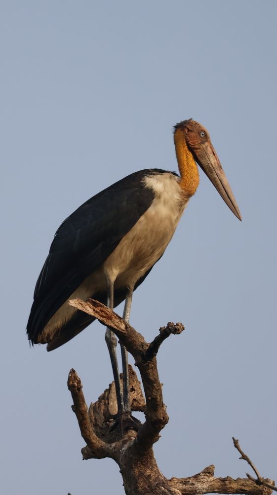 Photograph by Ranjit Shewale