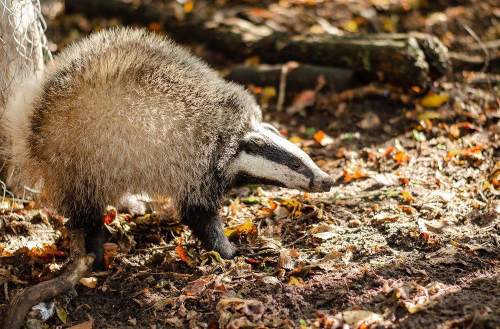 Фотография автора Елена Ефименко
