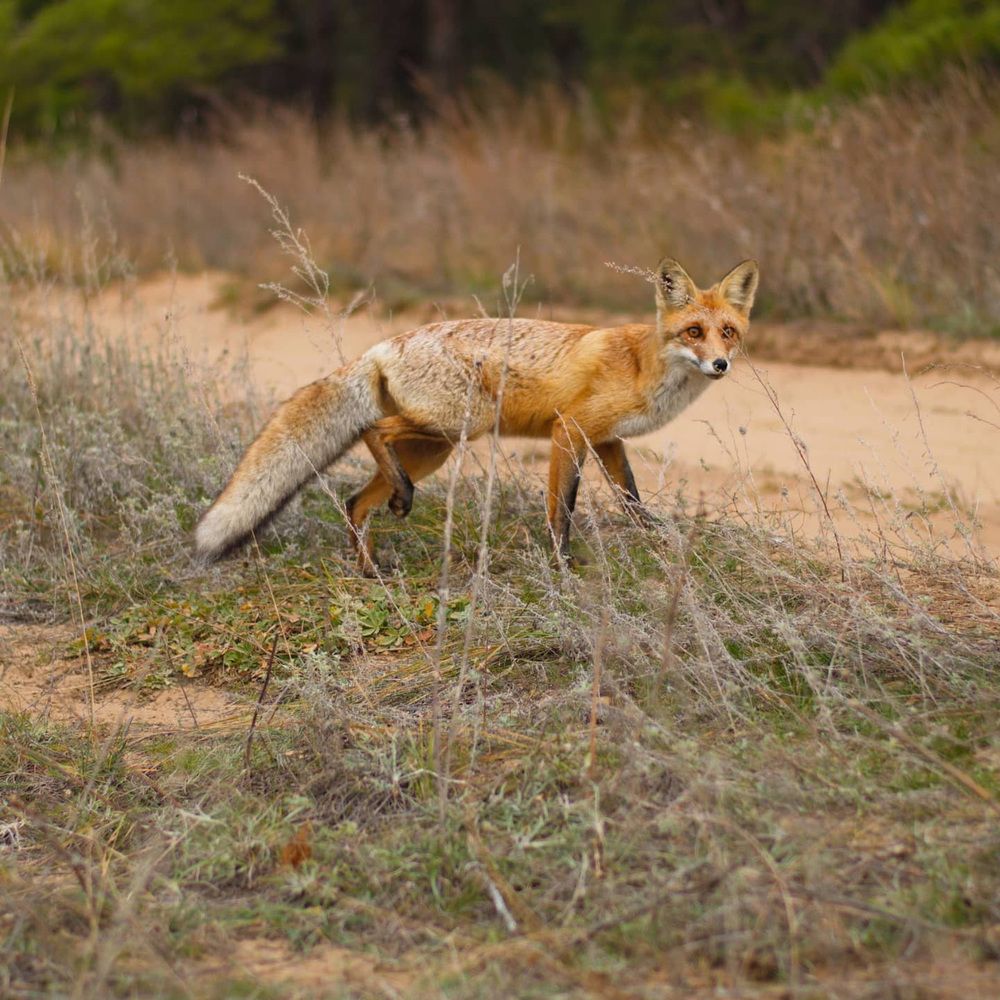 Фотография автора Елена Ефименко