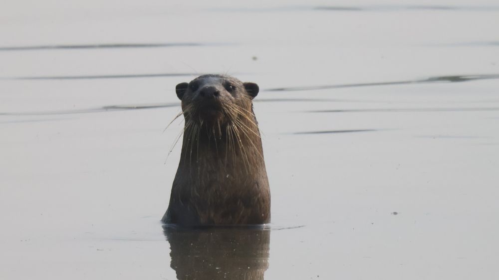 Photograph by Ranjit Shewale