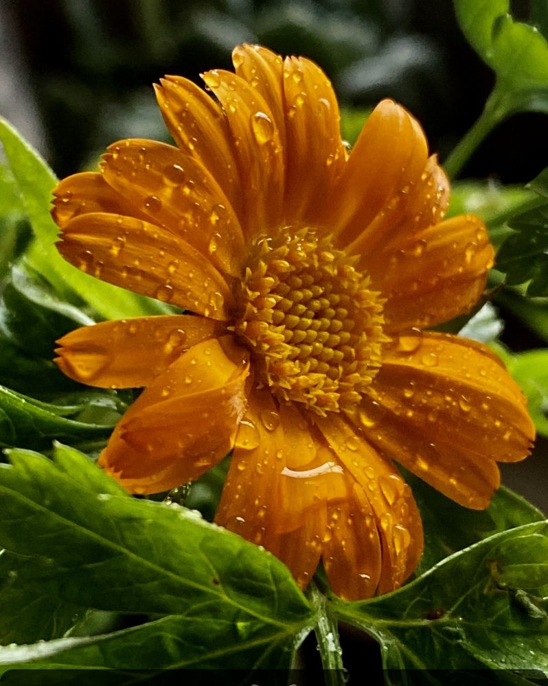 Фотография автора Evgeniya Ivanova