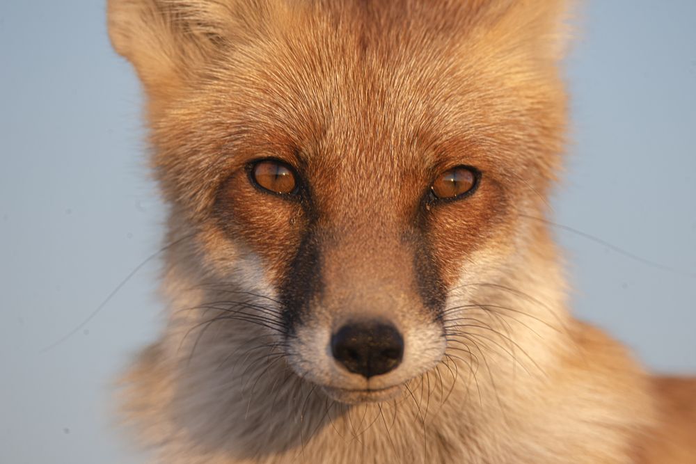 Photograph by Артем Шумов