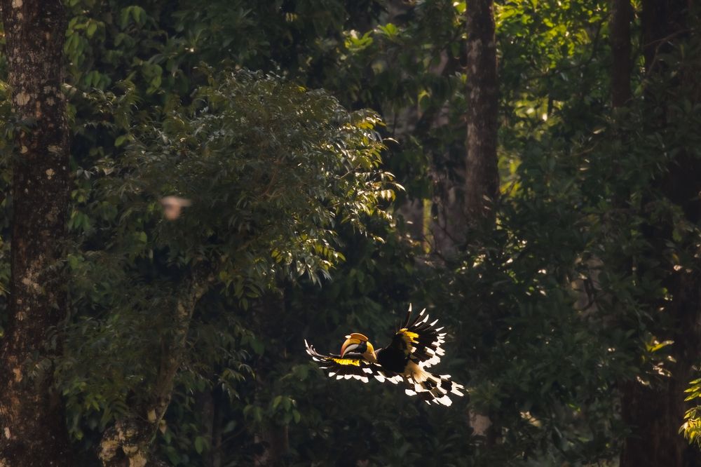 Angle of the woods