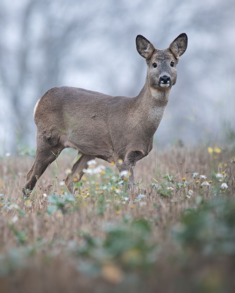 Фотография автора Митин Дмитрий