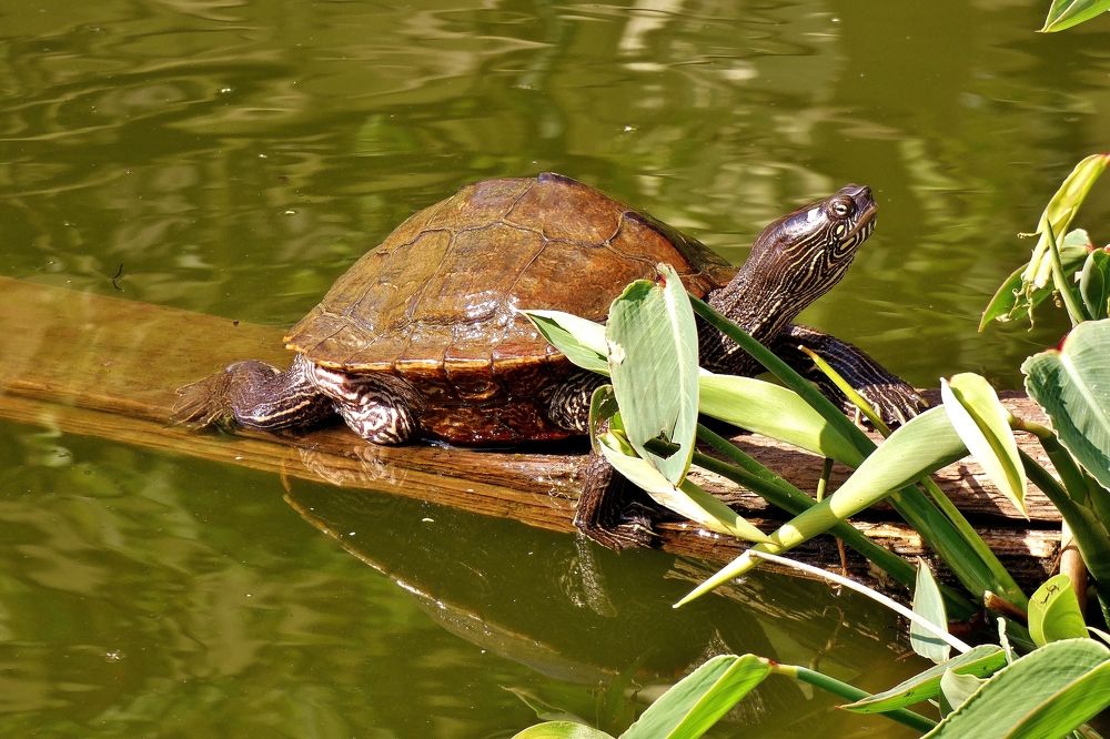 Photograph by backareva irina