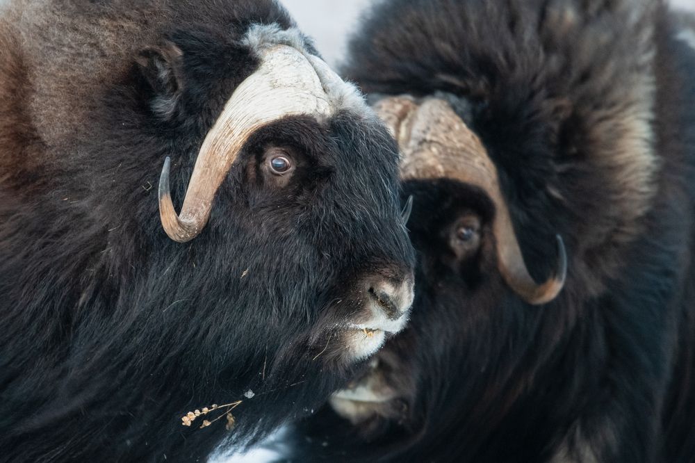 Photograph by Андрей Снегирёв