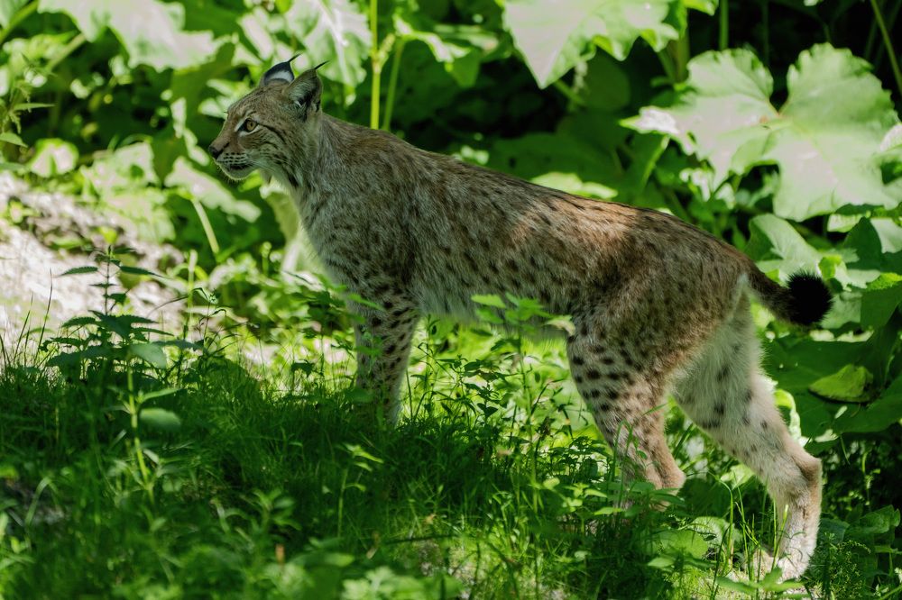 Фотография автора Ruslan Badykov