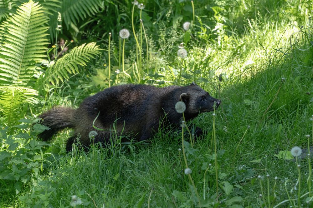 Фотография автора Ruslan Badykov