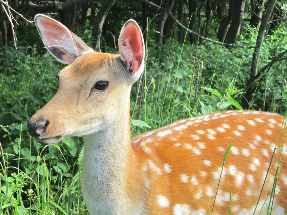 Female deer is not far from me Я рядом с самкой пятнистого оленя