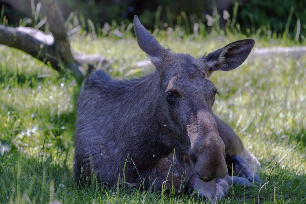 Фотография автора Ruslan Badykov