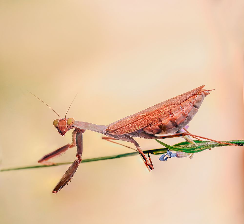 Photograph by Алена Полетаева