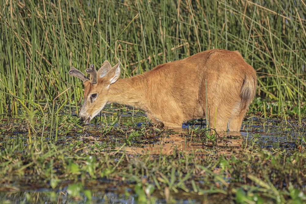 Фотография автора Marina Martorelli
