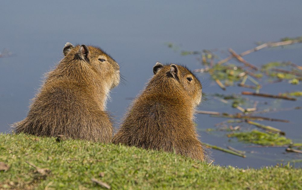 Фотография автора Marina Martorelli