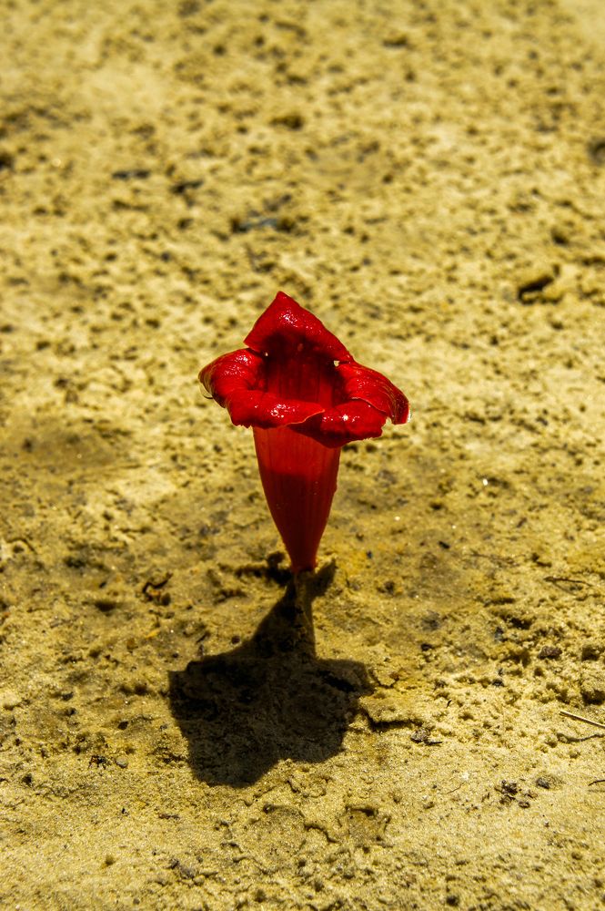 Photograph by Олег Алексеев