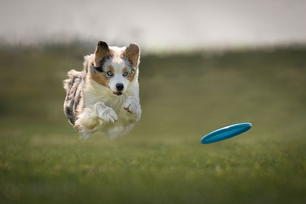 Фотография автора Krisztián Csalami