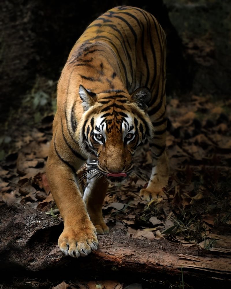 Photograph by Rahul Sinha