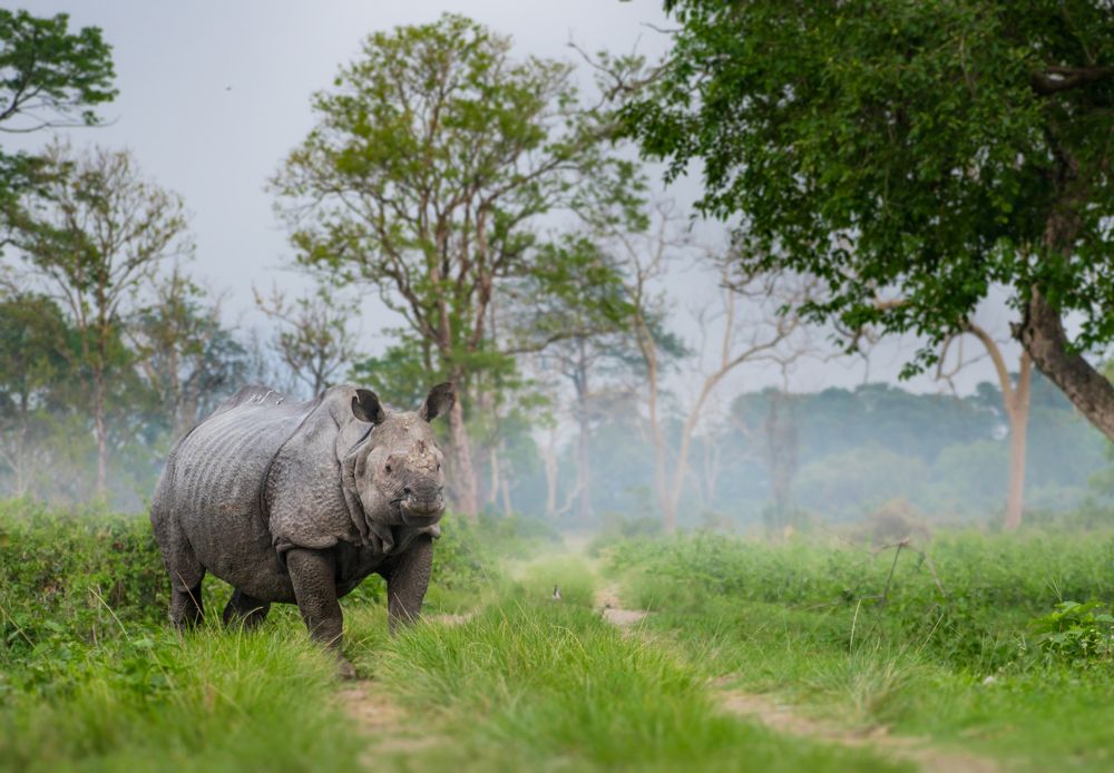 Indian Rhinoceros