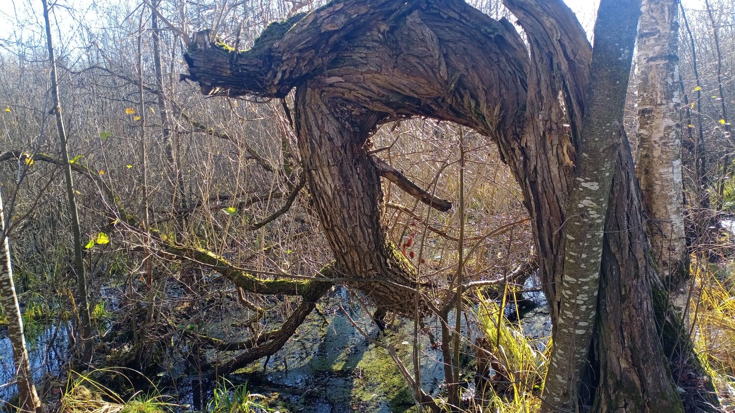Photo #9861121