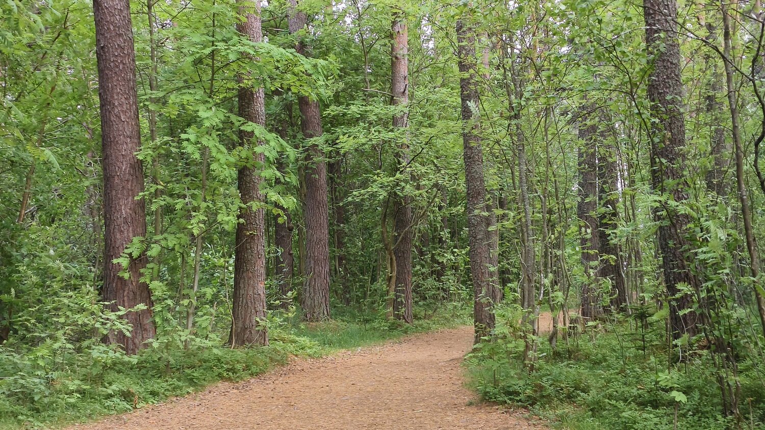 the path