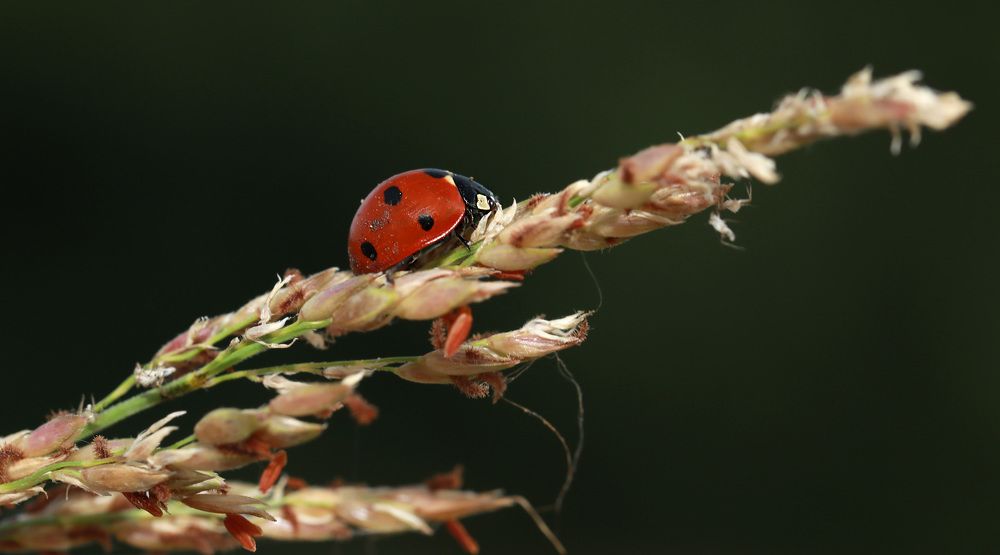 Ladybird