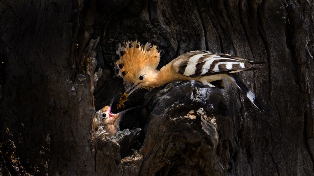 Photograph by Noushadali