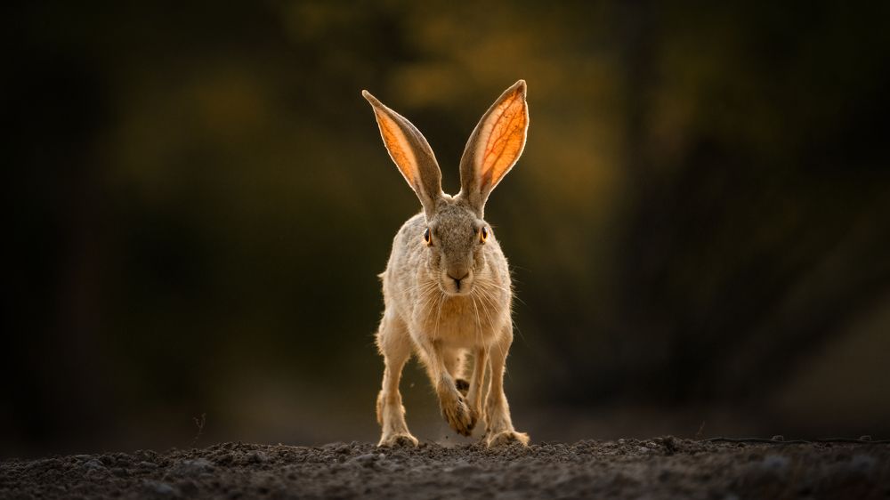 Photograph by NOUSHADALI EDAKKANDATHIL