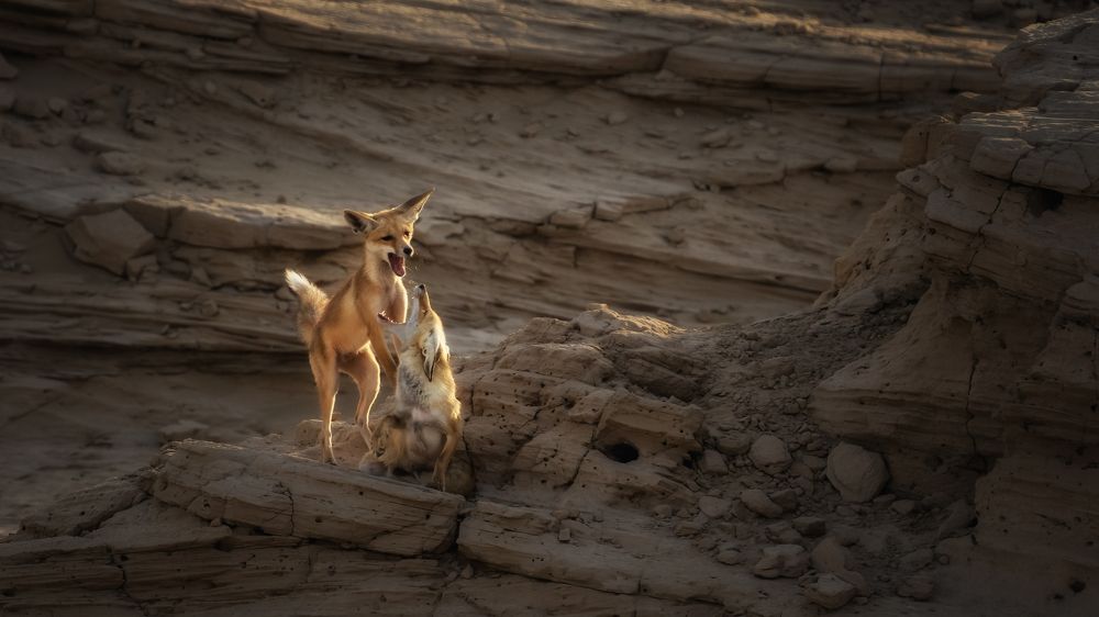 Photograph by Noushadali