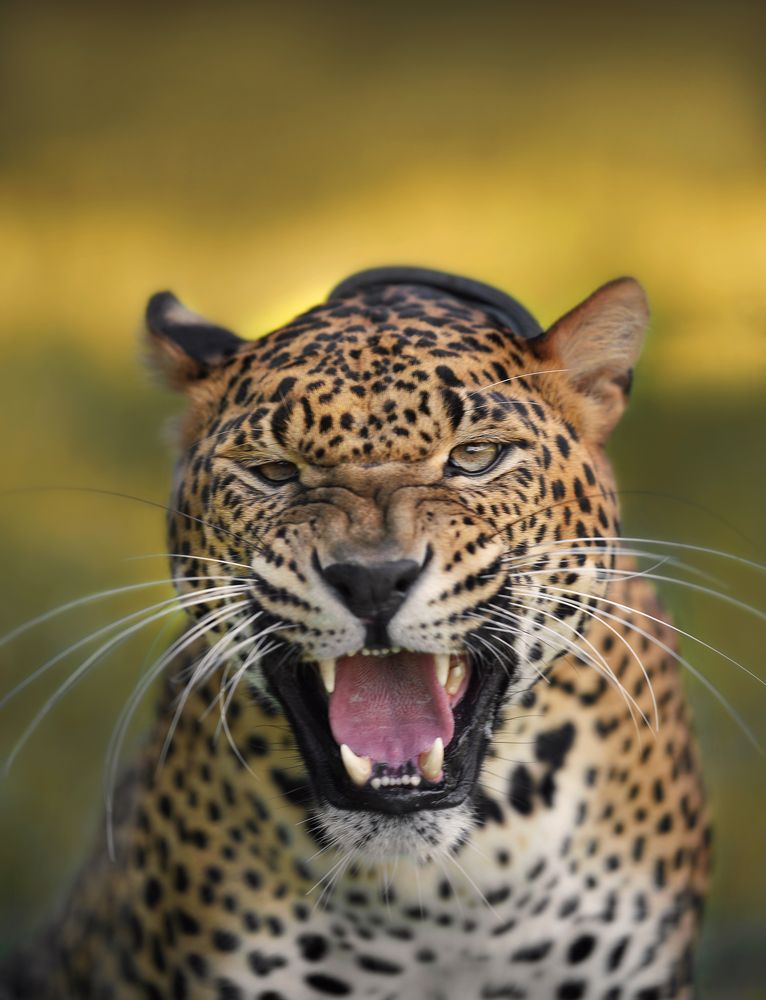 Photograph by Оксана Сироштан