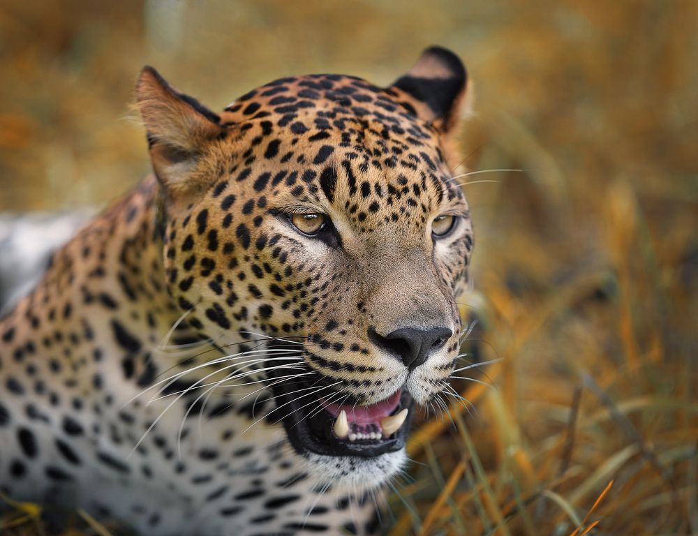 Photograph by Оксана Сироштан