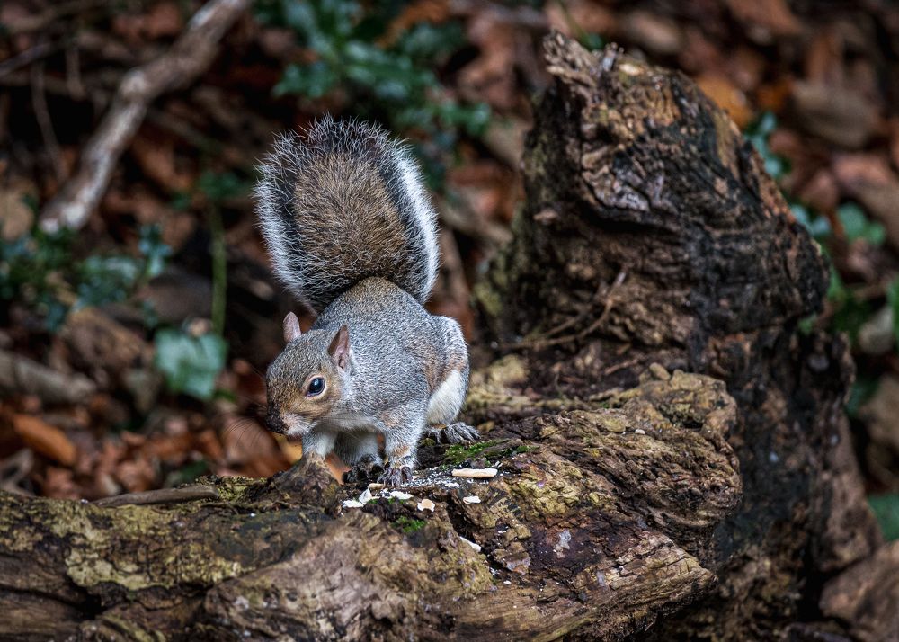 Photograph by Anatoly Chomko