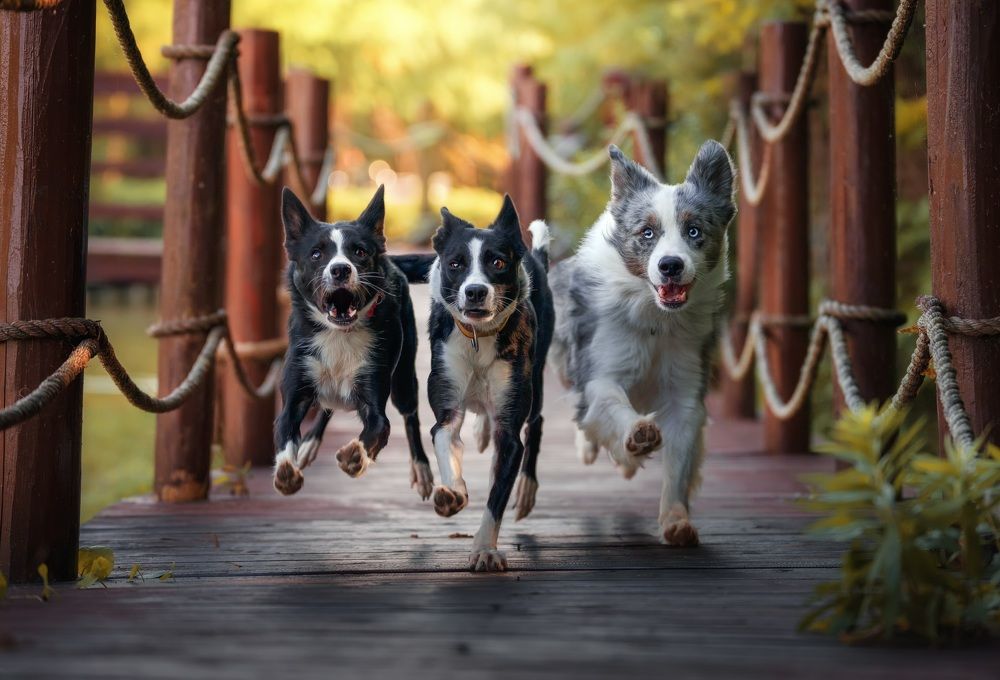 Photograph by 宠物摄影师狗哥