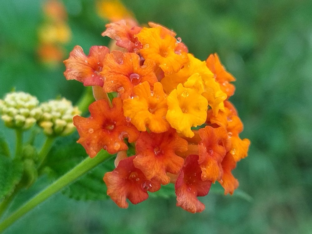 Оранжевые тона, украшенные каплями дождя.