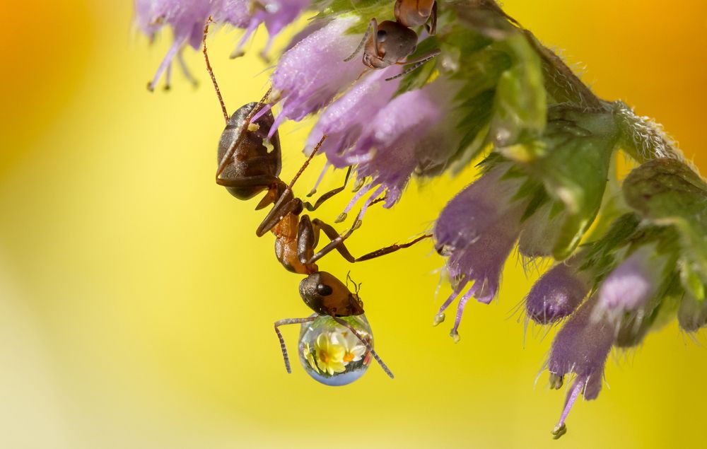 Капелька и муравей (сказка)