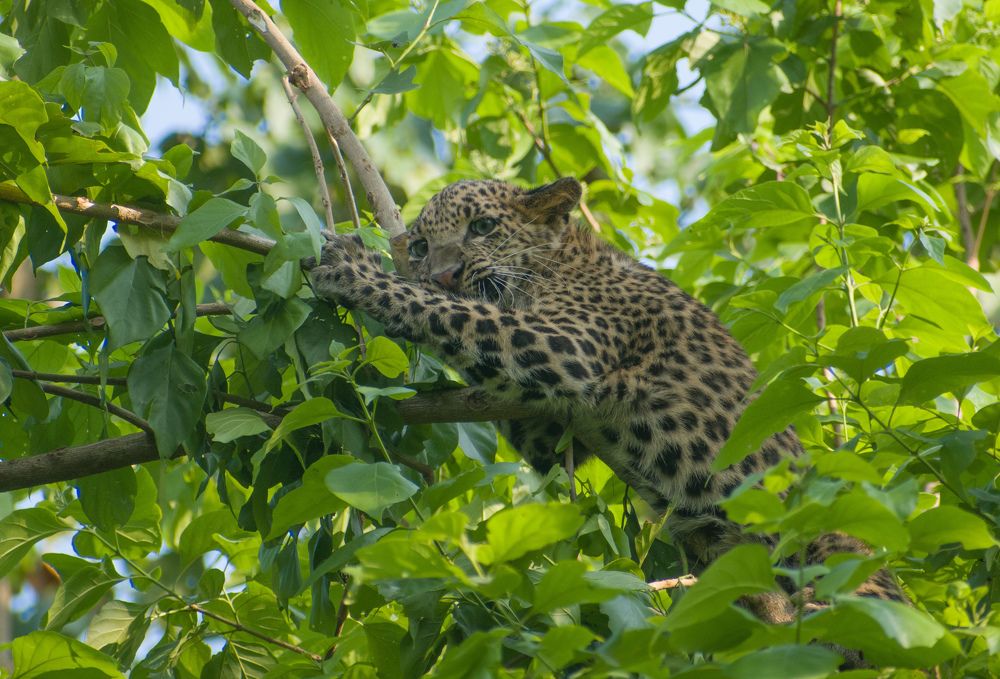 Photograph by Manish Mangar