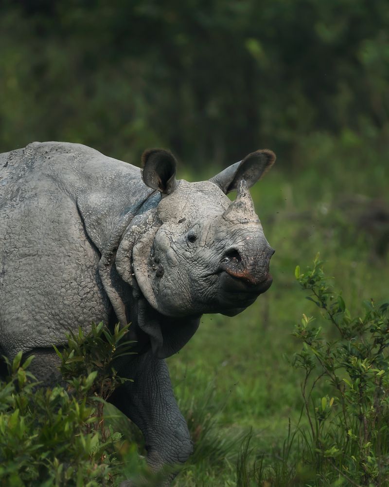 Photograph by Tapas Kumar Barman