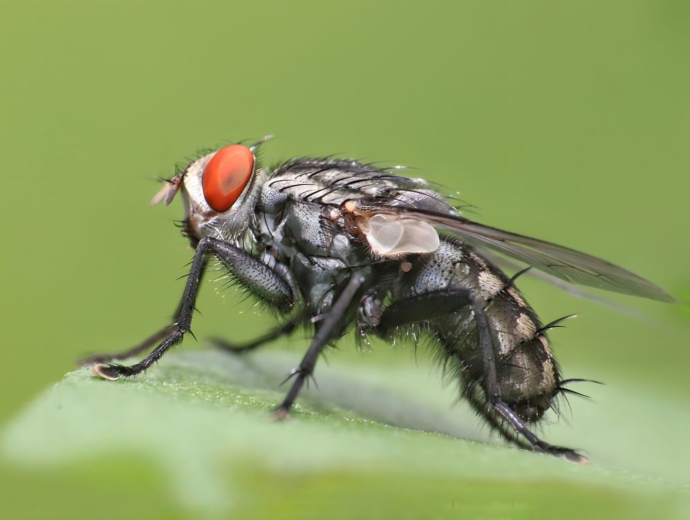 Macro Of Housefly