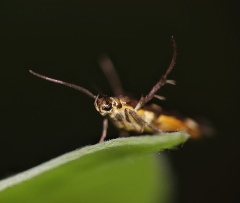 Macro Photography