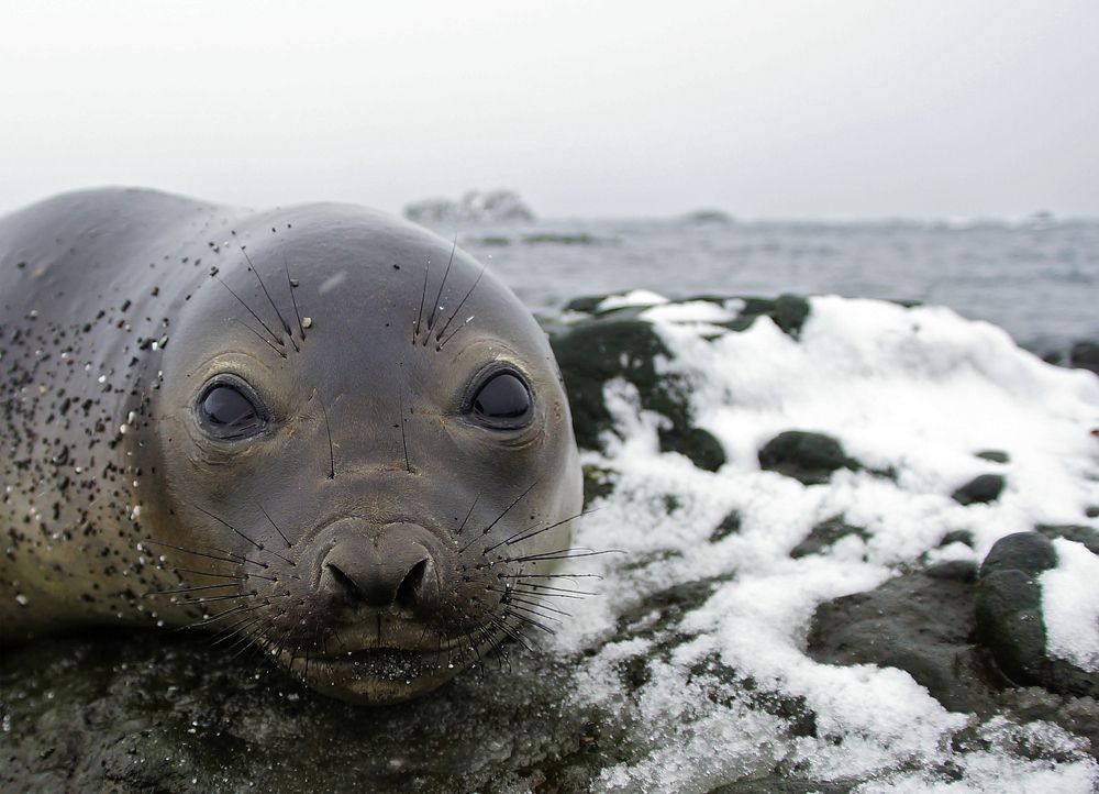 Привет из Антарктики