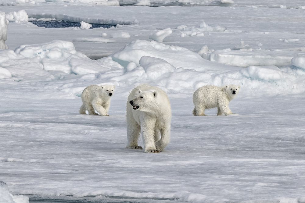 Хозяева Арктики - белые медведи