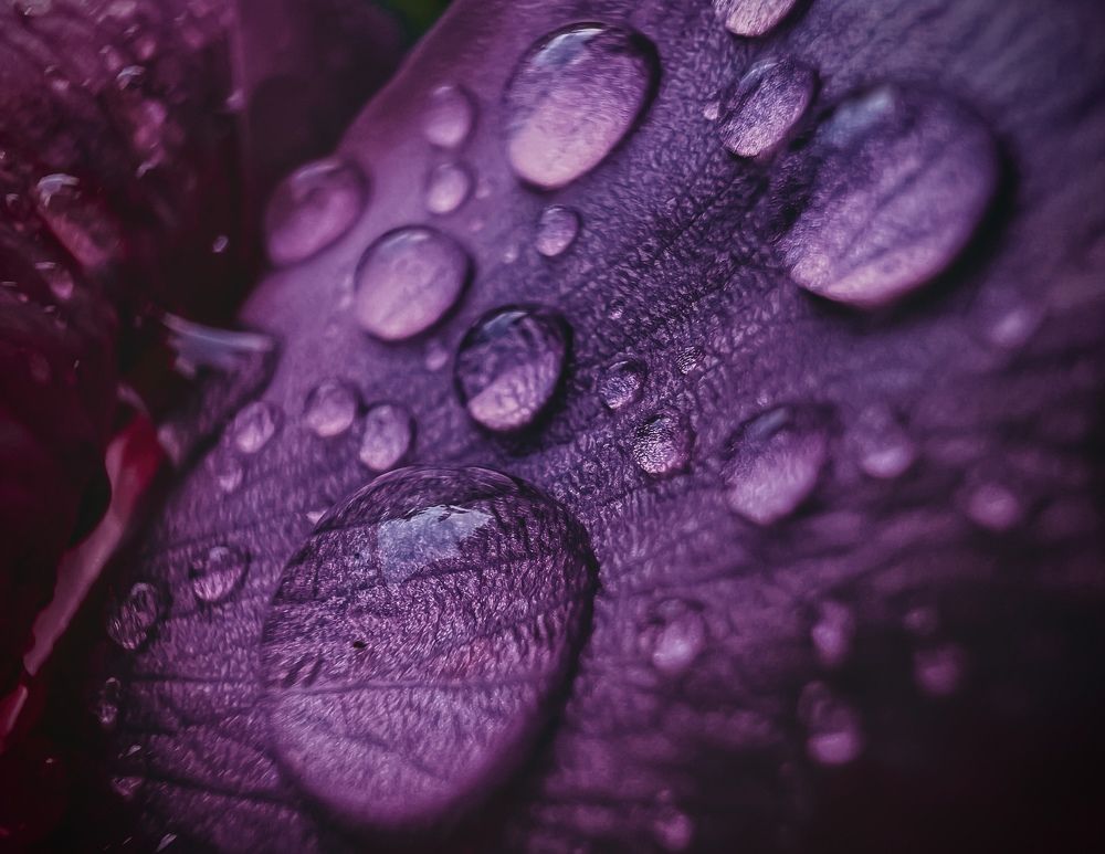 Утренняя роса.