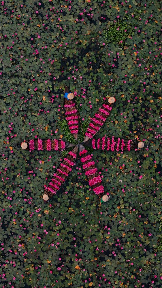 Harvest water lilies