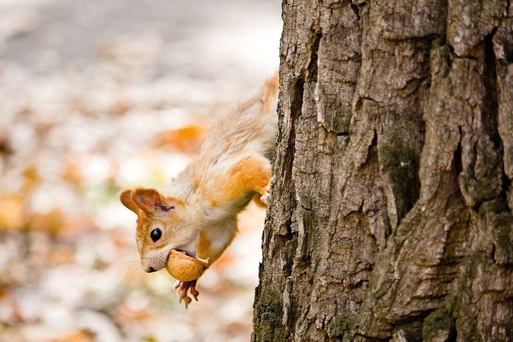 Photograph by Оксана Диткина