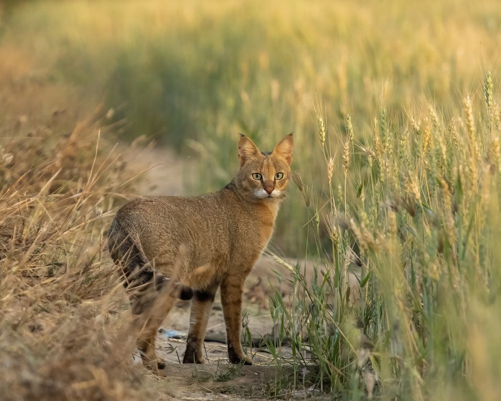 Photograph by Pratik Bhatt